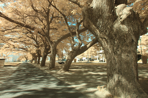 Infrared effect, trees in a park that give the impression of mystique or surrealism.