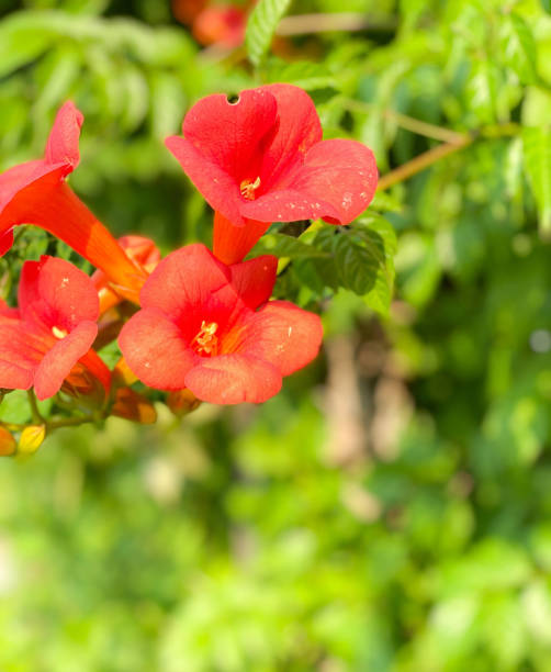 istock The Trumpet Vine 1388670531