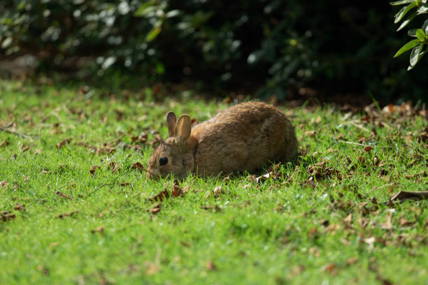 istock Wild Rabbit Eating in Grassy Field 1388674008