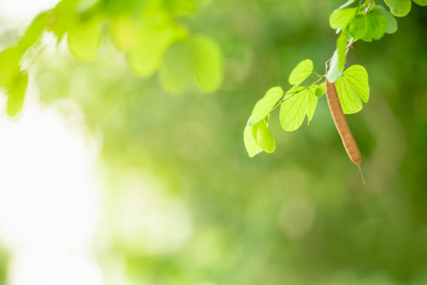 Beautiful nature view green leaf on blurred greenery background under sunlight with bokeh and copy space using as background natural plants landscape, ecology wallpaper concept.