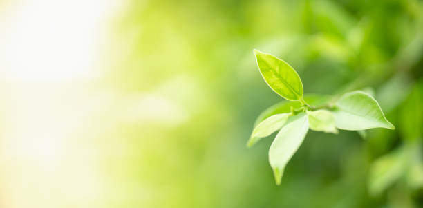 istock Beautiful nature view green leaf on blurred greenery background under sunlight with bokeh and copy space using as background natural plants landscape, ecology wallpaper concept. 1388674744
