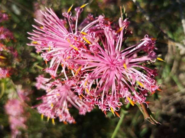 istock Pincushion Cone Flower, and Australian native flowering shrub 1388674801