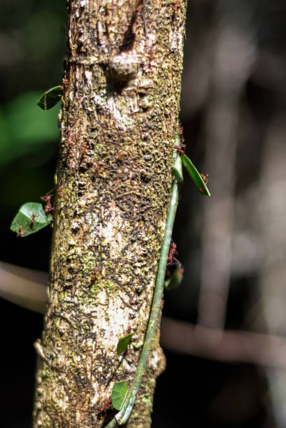 Leaf cutter ants on a tree in the Amazon jungle Leaf cutter ants on a tree in the Amazon jungle carrying leaf shards ants-walking stock pictures, royalty-free photos & images