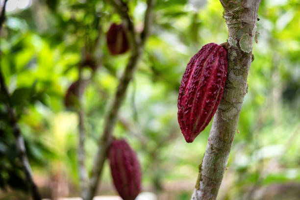 istock Red cacao pod on tree, source of chocolates 1388676850