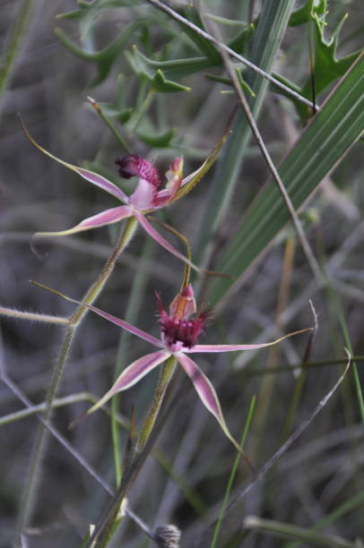 istock Carousel spider orchids blooming in remnant bushland around Perth 1388677157