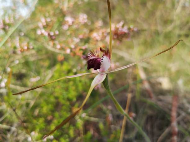 istock Spider orchids are well camouflaged in the bush 1388677855
