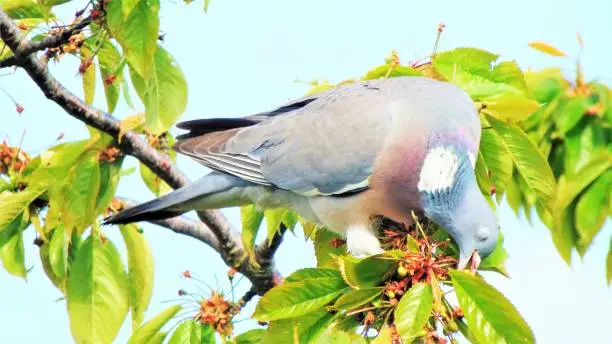 A common woodpigeon (Columba palumbus) perched on a tree branch.