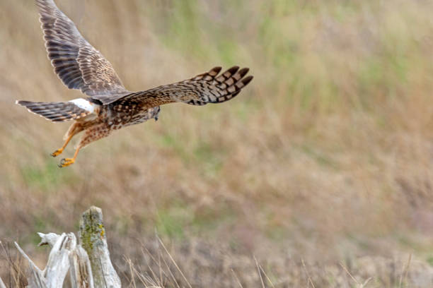 istock Northern Harrier taking off, Delta, BC, Canada 1388682634