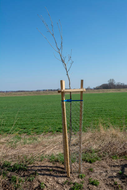 istock Mesh tree guard protecting young tree from wildlife damage. Seedling or sapling fenced with metal wire protective mesh. 1388686066