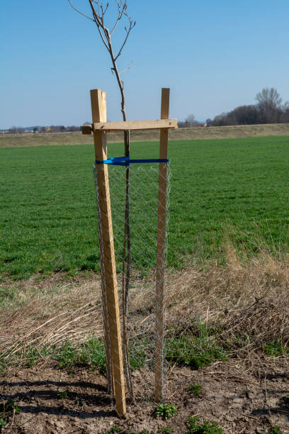 istock Mesh tree guard protecting young tree from wildlife damage. Seedling or sapling fenced with metal wire protective mesh. 1388686260