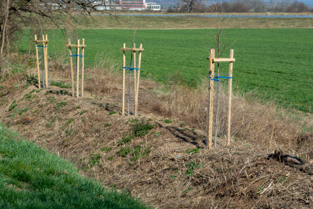 istock Mesh tree guard protecting young tree from wildlife damage. Seedling or sapling fenced with metal wire protective mesh. 1388686949