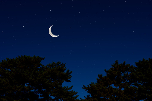 Crescent moon rising over the pine tree with copy space.