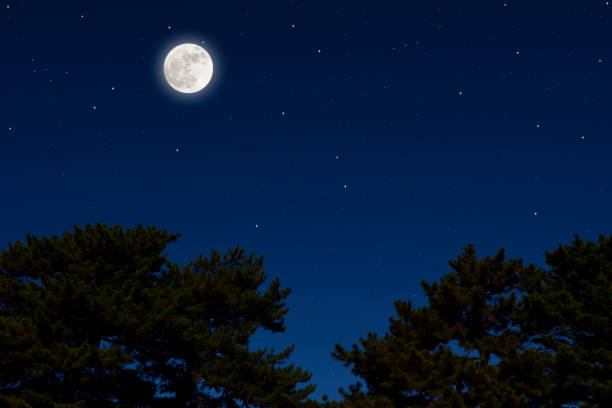松の木の上に昇る満月、そし�てたくさんの星 - treetop tree sky blue ストックフォトと画像