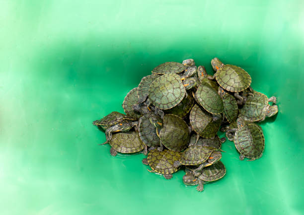 um fundo verde de tartaruga deslizante de orelha vermelha, - young animal sea life amphibians animals and pets - fotografias e filmes do acervo