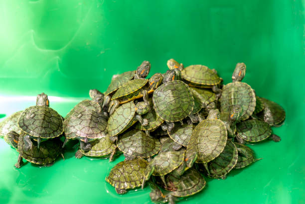 uno sfondo verde tartaruga dalle orecchie rosse, - young animal sea life amphibians animals and pets foto e immagini stock