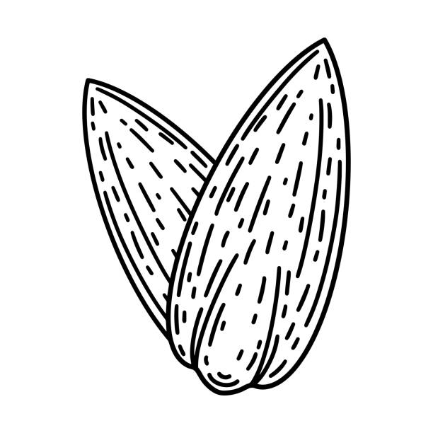 векторная иконка семян подсолнечника. нарисованная от руки иллюстрация изолирована на белом фоне. семена в шелухе, пищевой эскиз. зерно для - sesame black seed white background stock illustrations