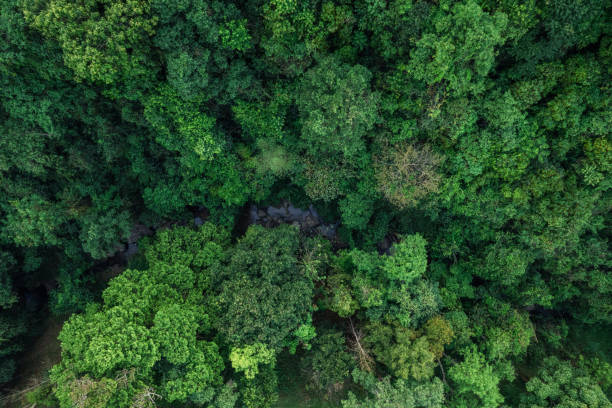 istock road and green trees from above in the summer forest 1388694016