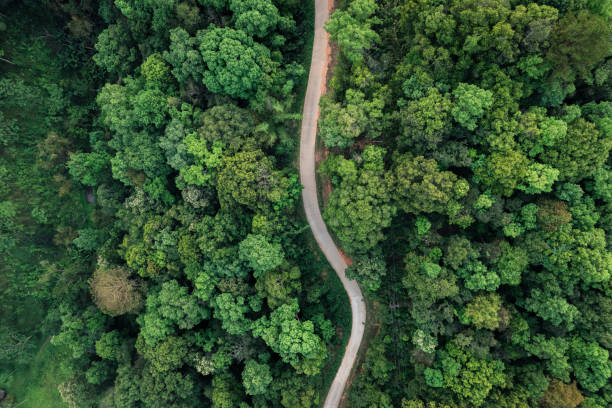 istock road and green trees from above in the summer forest 1388694025