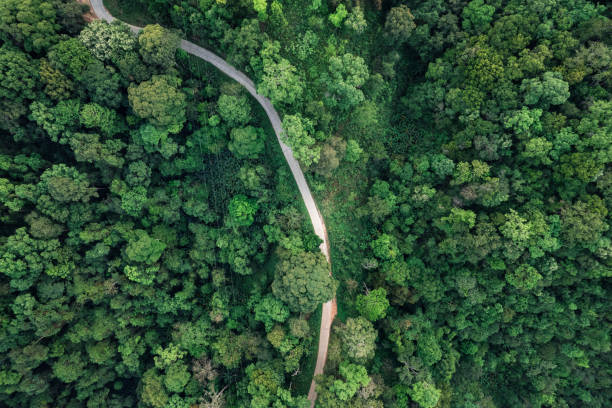 istock road and green trees from above in the summer forest 1388694029