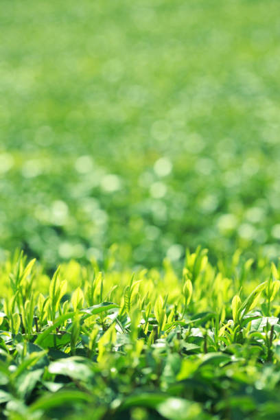 piantagione di tè - tea crop spring japanese culture tea foto e immagini stock