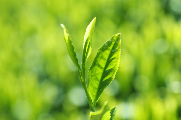 차 잎을 - tea crop spring japanese culture tea 뉴스 사진 이미지