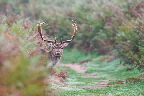 istock Fallow deer stag during the annual rut in London, UK 1388697573
