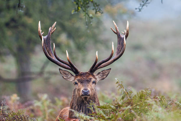 Red Deer in the long grass during the annual rut  in the United Kingdom stock photo