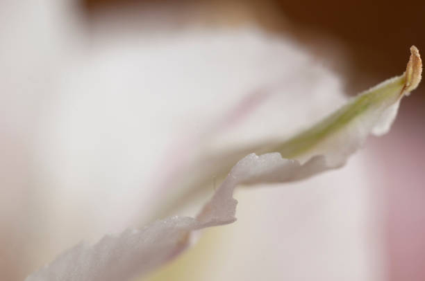 istock Alstroemeria flower fragment, macro shot 1388701257