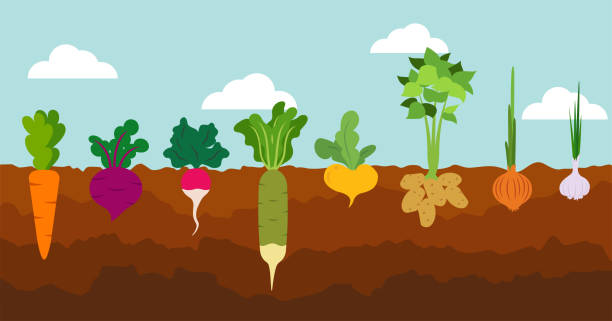 Vegetable garden banner. Poster with root veggies. Plants showing root structure below ground level, veggies growing and planting. Vegetable garden banner. Organic and healthy food. Poster with root veggies. Plants showing root structure below ground level, veggies growing and planting. Flat style, vector illustration plant root growth cultivated stock illustrations