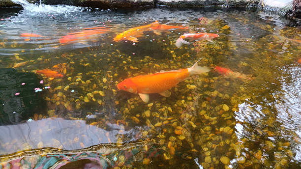 istock Beautiful Koi Carps Fish swimming the pond 1388702326