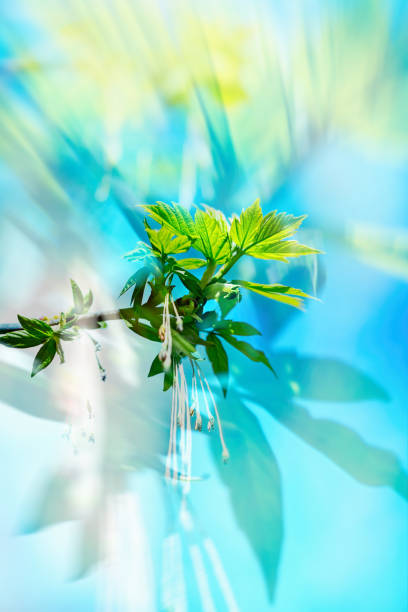Beautiful spring leaves, green leaves and blue sky