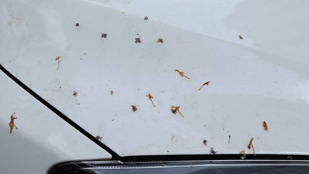 istock leaves bird droppings dust stick on white car. 1388702375