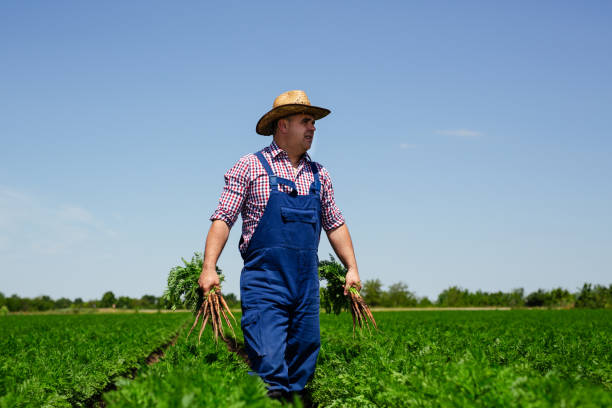 istock Farmer checking carrot root quality for harvest 1388702392