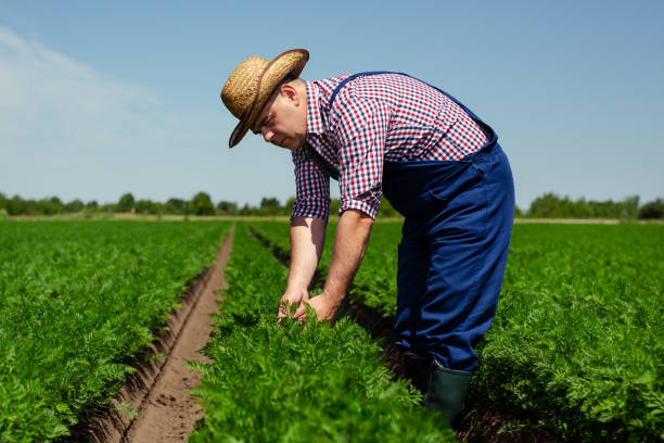 istock Farmer checking carrot root quality for harvest 1388703257