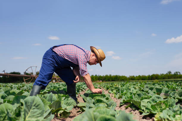 istock Farmer inspecting cabbage harvest. Farmer working in cabbage field 1388703369