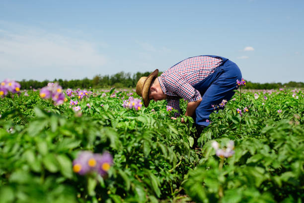 istock Farmer Inspecting Potato Crop In Field 1388703429