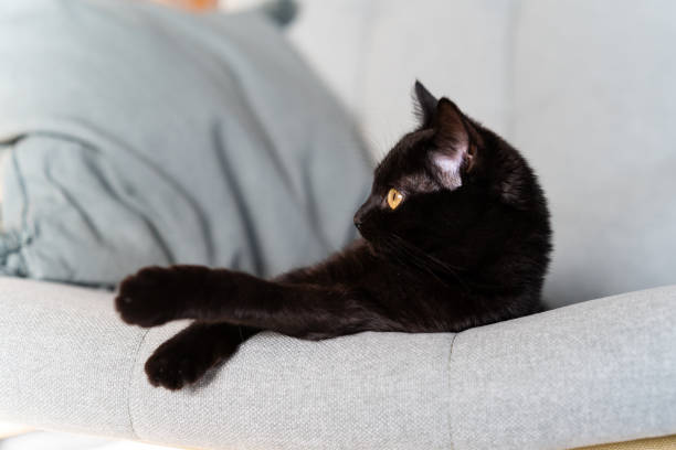 istock Cat folded its paws beautifully and rests on a chair 1388704122