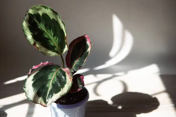 Calathea roseopicta medallion and Marion variety - close-up leaf on the windowsill in bright sunlight with shadows. Potted house plants, green home decor, care and cultivation