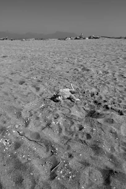 istock Death Cat at Torre del Lago Beach 1388704573