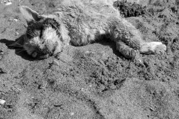 gatto della morte alla spiaggia di torre del lago - marina di pisa foto e immagini stock