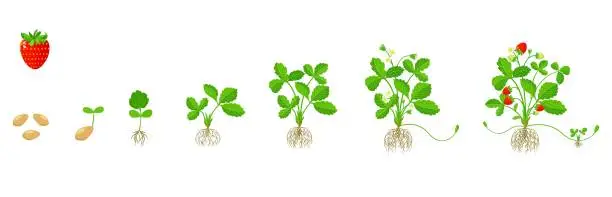 Vector illustration of Strawberry growth cycle. Stages of growing fruit plants from germination to maturity.