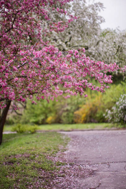 Pink blooming sacura tree in park. Spring park with beautiful trees with pink flowers