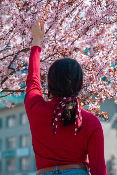 istock woman taking picture in blooming sakura tree 1388707222