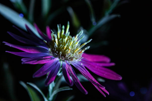 istock bright flower in ultraviolet light on a dark background 1388707396