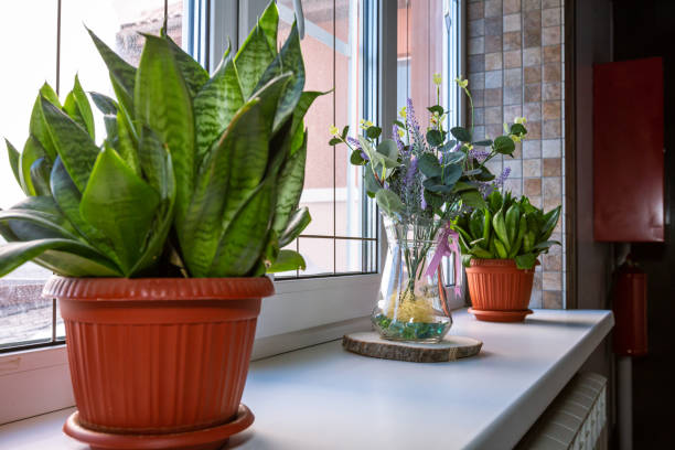 istock Plants in a pot on the windowsill 1388708527