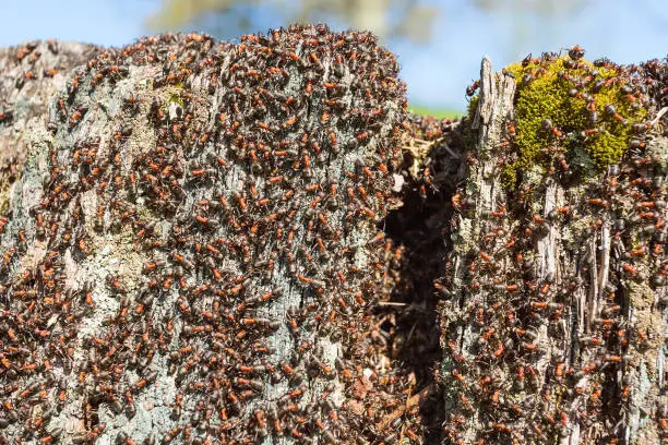 Lots of ants crawling around on a tree stump