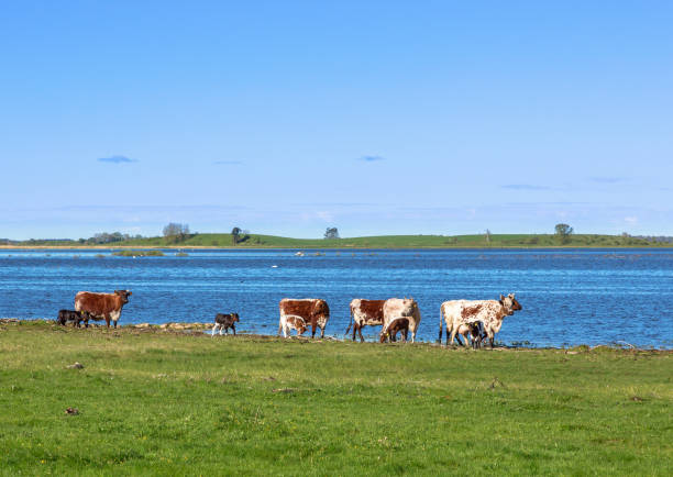 istock Cows with calves on the beach by the lake 1388708844