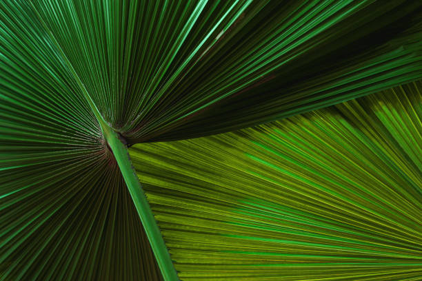 istock abstract palm leaf texture, dark green foliage nature background. 1388709080