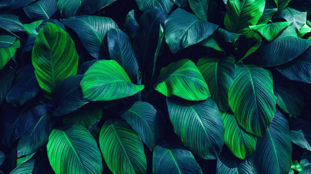 istock Full Frame of Green Leaves Pattern Background 1388709088