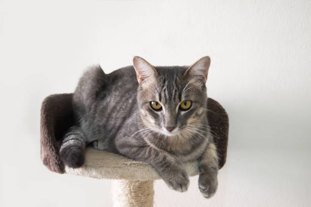 istock Cute cat sitting on top of cat condo. 1388709655